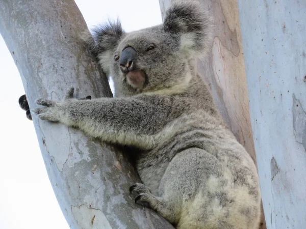 Koala Prendendo Vista Dall Alto — Foto Stock