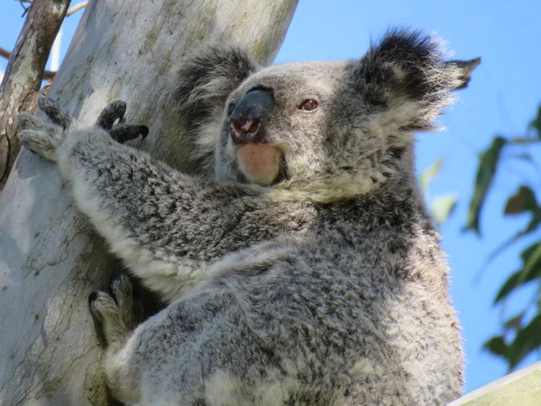 Selvaggio Femmina Koala Tenendo Proprio — Foto Stock