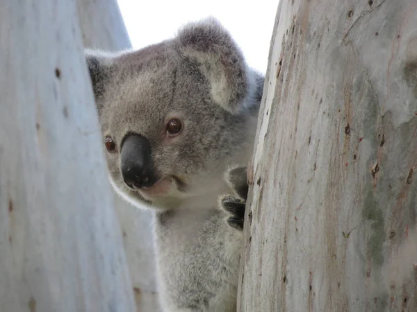 Koala Femmina Selvaggia Che Sbircia Dietro Albero — Foto Stock