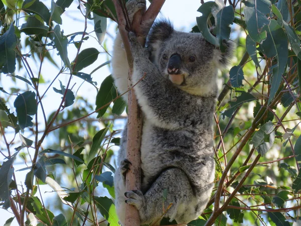 Vild Koala Perfekt Hälsa — Stockfoto