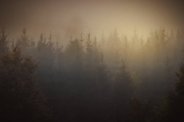 Sihirli sonbahar orman, Romantik, sisli, sisli manzara.