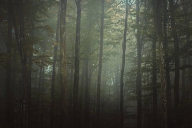 Sihirli sonbahar orman, Romantik, sisli, sisli manzara.