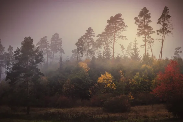 Kouzelná Podzimní Les Romantický Mlha Mlhavé Krajiny — Stock fotografie