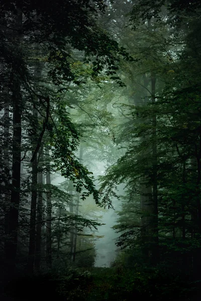 Magic autumn forest, romantic, misty, foggy landscape.