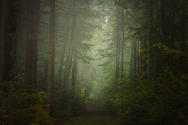 Magic autumn forest, romantic, misty, foggy landscape.