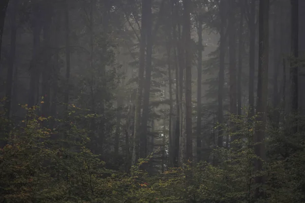 Magische Herfst Bos Romantische Mistige Foggy Landschap Stockfoto