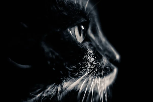 Bir kedinin sanatsal siyah beyaz portre — Stok fotoğraf