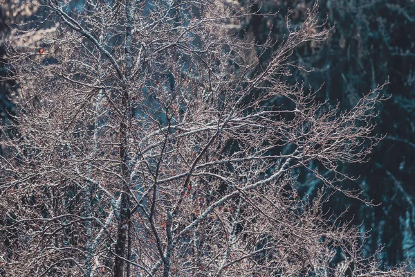 在寒冷的冬季早晨 与复制空间的冻结树的概念特写背景照片 — 图库照片