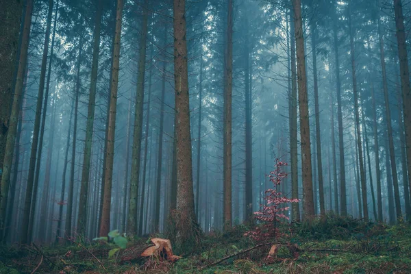 在寒冷的冬日早晨森林里的巨大的松树的概念景观照片与复制空间 — 图库照片