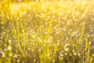 Yaz çayır, yeşil çim sahası sıcak güneş ışığı, Doğa arka plan kavramı, yumuşak odak, sıcak pastel tonları.
