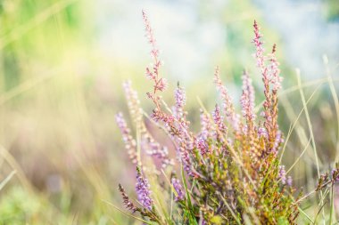 Yaz çayır, yeşil çim alan ortak heather (Calluna vulgaris, ling) kır çiçeği sıcak güneş ışığı, Doğa arka plan kavramı, yumuşak odak, sıcak pastel tonları ile.