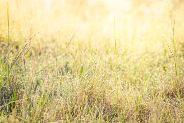 Summer Meadow Green Grass Field Warm Sunlight Nature Background Concept — Stock Photo, Image