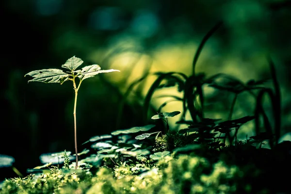 Close Foto Detalhada Plantas Jovens Que Crescem Partir Solo Musgoso — Fotografia de Stock