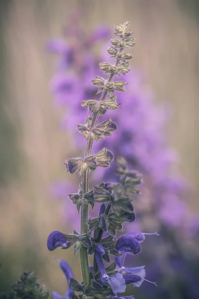 Крупным Планом Детализированная Фотография Фиолетового Лугового Шалфея Salvia Pratensis Мягкий — стоковое фото