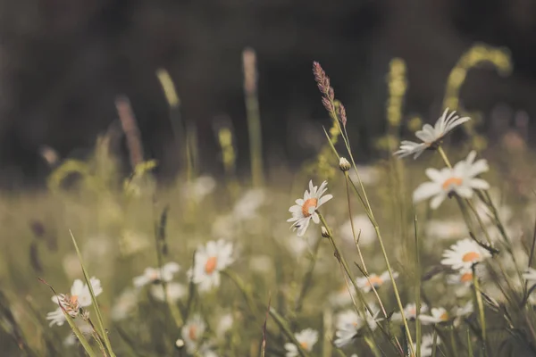 Pradera Verano Campo Hierba Verde Flores Silvestres Luz Del Sol — Foto de Stock