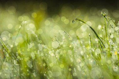 Yaz çayır, yeşil çim sahası sıcak güneş ışığı, Doğa arka plan kavramı, yumuşak odak, sıcak pastel tonları.