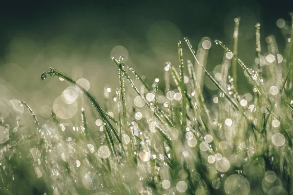 Summer Meadow Green Grass Field Warm Sunlight Nature Background Concept — Stock Photo, Image