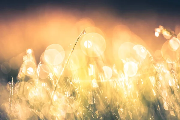 Pradera Verano Campo Hierba Verde Luz Del Sol Caliente Concepto — Foto de Stock