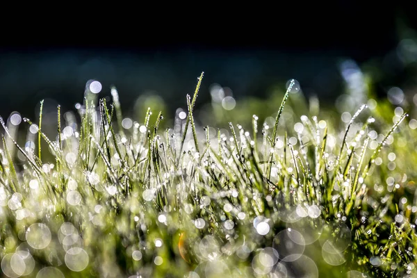 Summer Meadow Green Grass Field Warm Sunlight Nature Background Concept — Stock Photo, Image