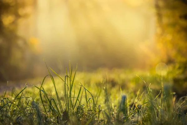 Summer Meadow Green Grass Field Rays Warm Sunlight Nature Background — Stock Photo, Image