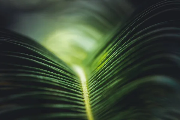 Abstracte Groene Natuur Achtergrond Concept Gekrulde Bladeren Kleurrijke Lichten — Stockfoto