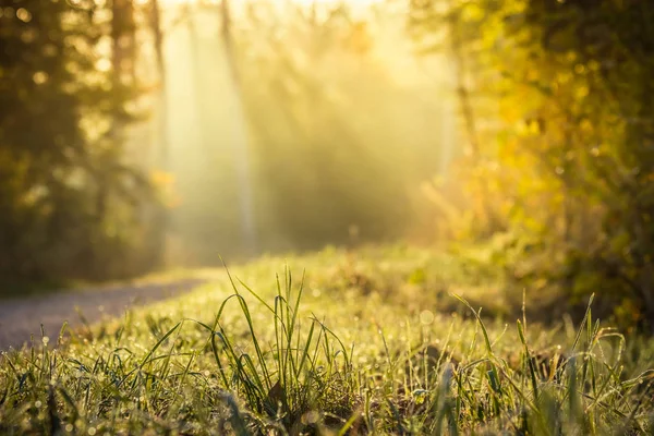 Sommerwiese Grüne Rasenfläche Mit Warmen Sonnenstrahlen Naturhintergrundkonzept Weicher Fokus Warme Stockfoto