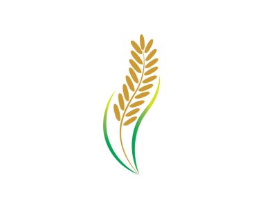 pirinç organik vektör simgesi şablonu 