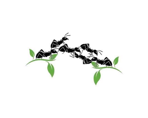 Ant logo sjabloon vector illustratie — Stockvector
