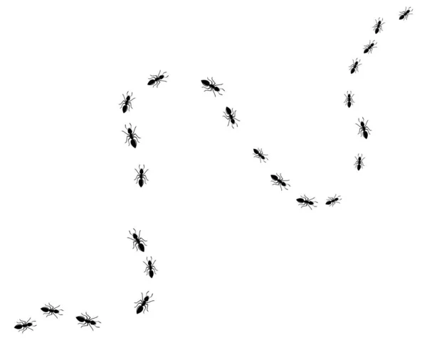 Ikona ilustracja logo mrówka projekt wektor — Wektor stockowy