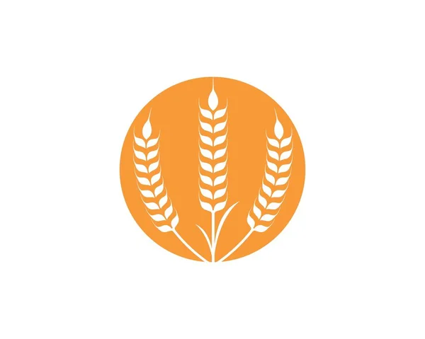 Mezőgazdaság búza logó sablon vektor ikon — Stock Vector