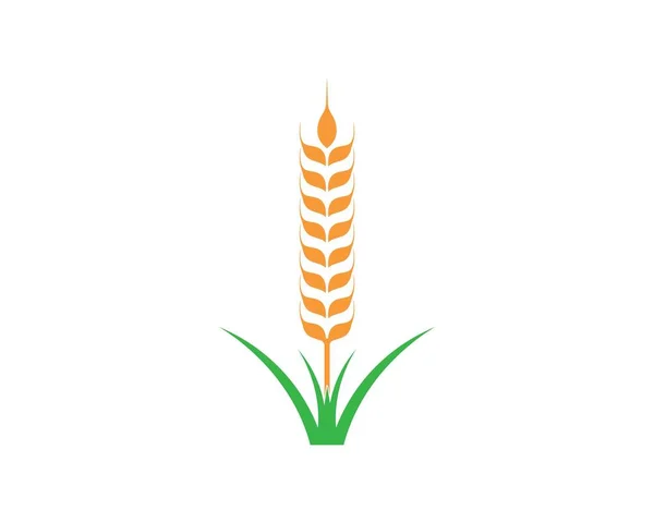 Modèle de logo de blé agricole icône vectorielle — Image vectorielle