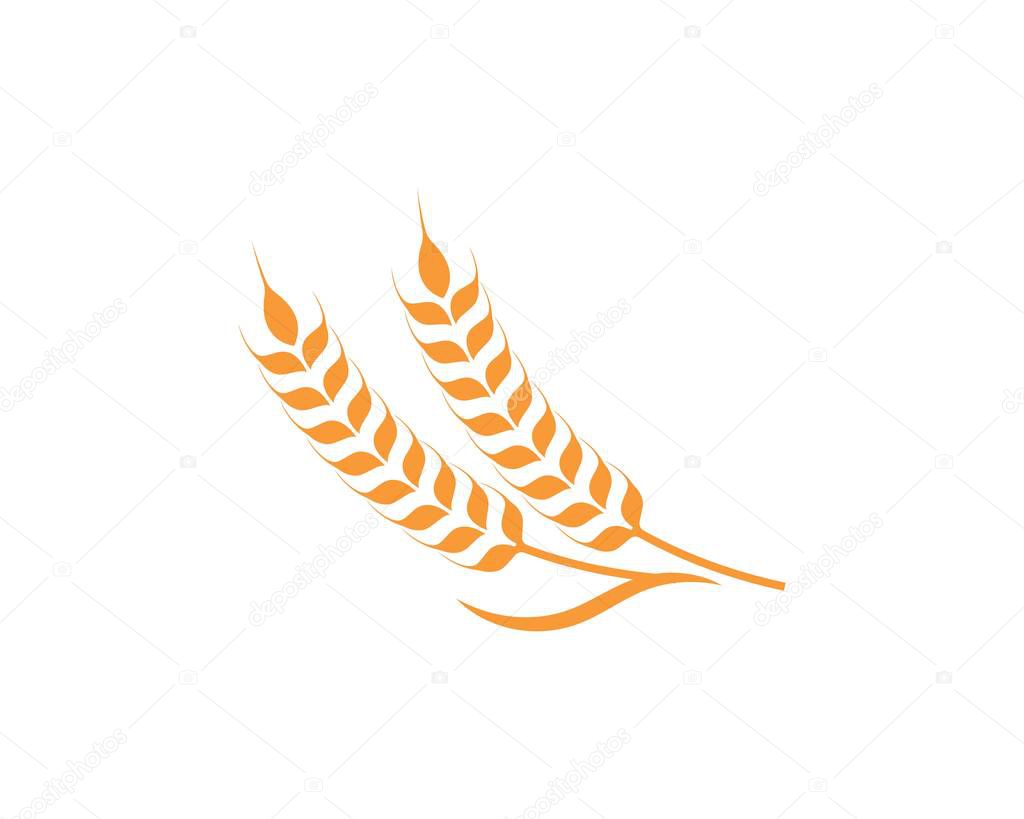 Agriculture wheat Logo Template vector icon design