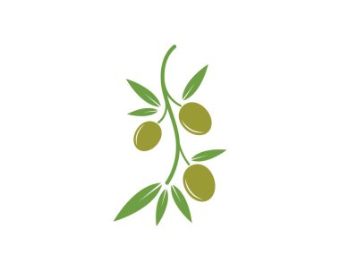 zeytin logo şablon vektörü 