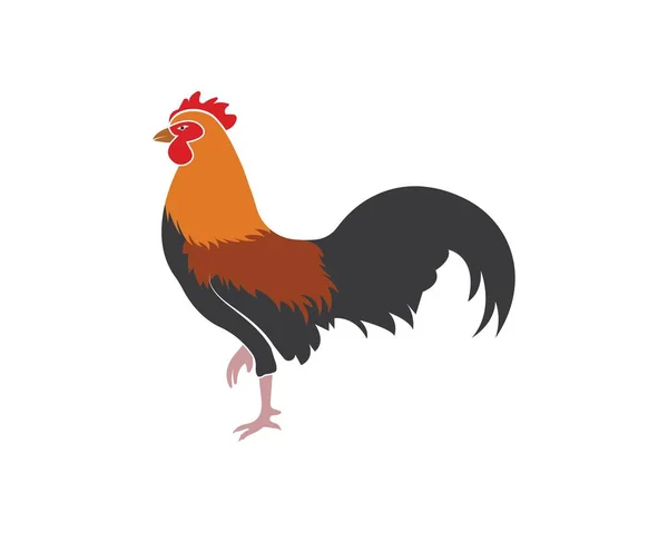 Gallo logotipo vector ilustración plantilla — Vector de stock