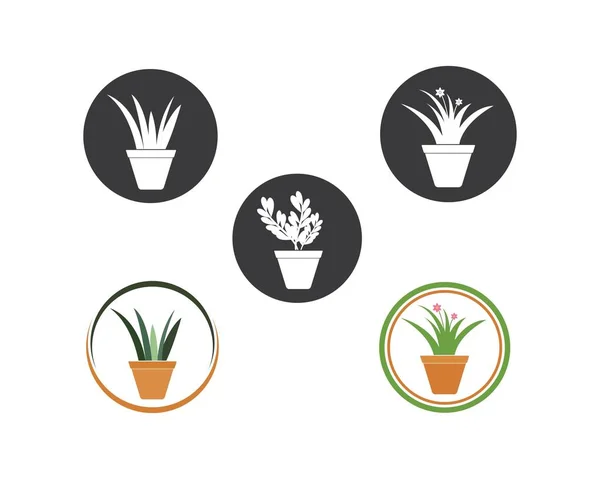 Plant in pot illustratie vector sjabloon — Stockvector