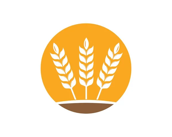 Modèle de logo de blé agricole icône vectorielle — Image vectorielle