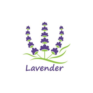 Lavanta çiçeği vektör çizim şablonu