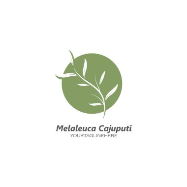 Melaleuca cajuputi yaprağı ikon vektör illüstrasyon tasarım şablonu