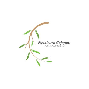 Melaleuca cajuputi yaprağı ikon vektör illüstrasyon tasarım şablonu