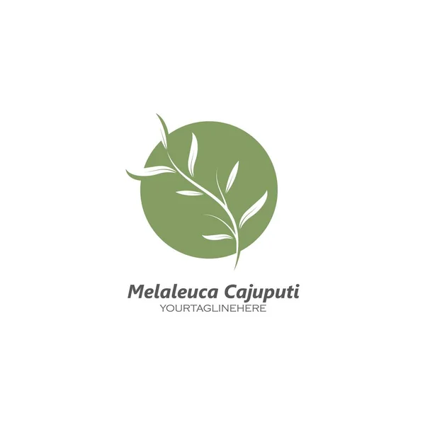 Melaleuca Cajuputi Icône Feuille Vectoriel Illustration Modèle Conception — Image vectorielle