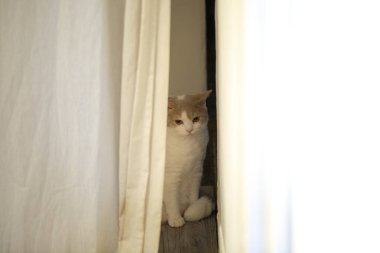 Evde sevimli kedi, meraklı, tembel, farklı ifade