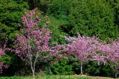Tayvan kiraz çiçeği sezonu, Wuling Çiftliği, Qianying Bahçe, kiraz çiçekleri açan