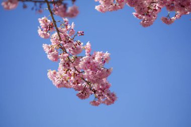 Tayvan kiraz çiçeği sezonu, Wuling Çiftliği, Qianying Bahçe, kiraz çiçekleri açan