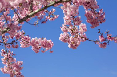 Tayvan kiraz çiçeği sezonu, Wuling Çiftliği, Qianying Bahçe, kiraz çiçekleri açan