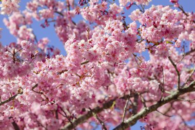 Tayvan kiraz çiçeği sezonu, Wuling Çiftliği, Qianying Bahçe, kiraz çiçekleri açan