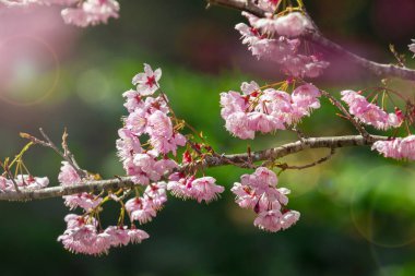 Tayvan kiraz çiçeği sezonu, Wuling Çiftliği, Qianying Bahçe, kiraz çiçekleri açan