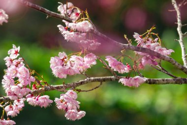 Tayvan kiraz çiçeği sezonu, Wuling Çiftliği, Qianying Bahçe, kiraz çiçekleri açan