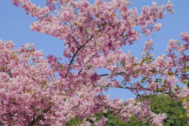 Tayvan kiraz çiçeği sezonu, Wuling Çiftliği, Qianying Bahçe, kiraz çiçekleri açan