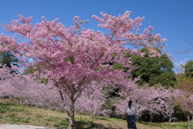 Tayvan kiraz çiçeği sezonu, Wuling Çiftliği, Qianying Bahçe, kiraz çiçekleri açan