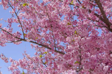 Tayvan kiraz çiçeği sezonu, Wuling Çiftliği, Qianying Bahçe, kiraz çiçekleri açan